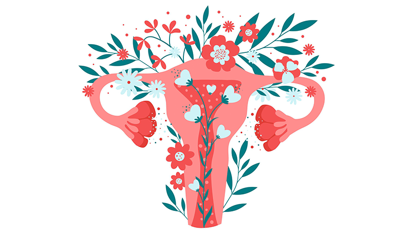 Female Fertility Performance In Health