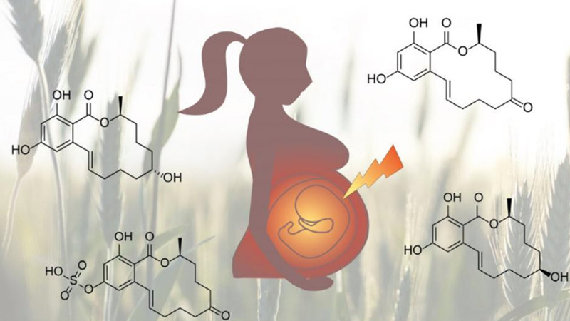 Female Fertility Performance In Health