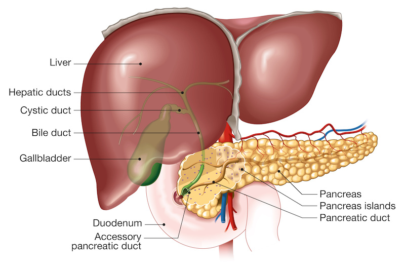 Liver, gallbladder and pancreas, labeled, anatomical illustration