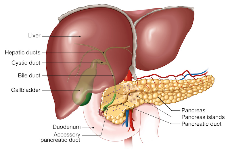 Digestive health and gallbladder health