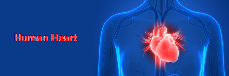 Human Circulatory System Heart Anatomy