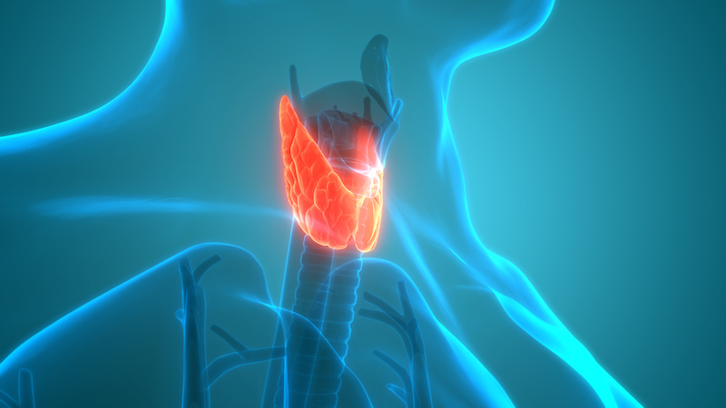 Human Glands Lobes of Thyroid Gland Anatomy