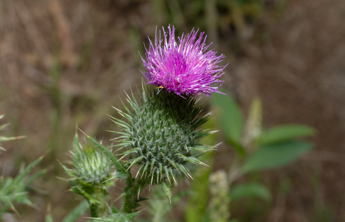 Performance-in-Health_medicinal-herbs-milk-thistle